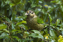 Image of Black-eared Catbird