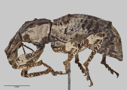 Image of Turbott's weevil