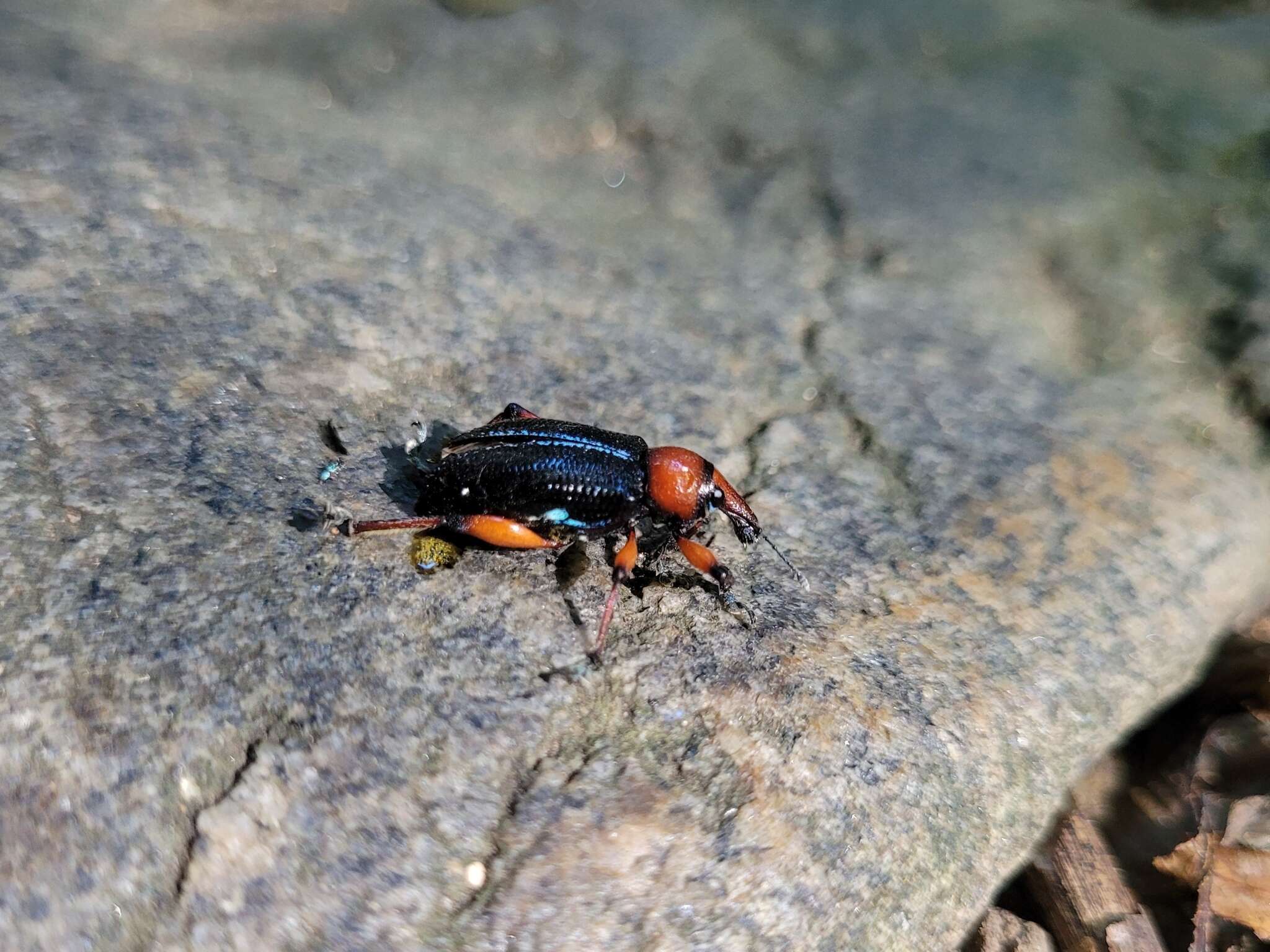 Image of Lasiocnemoides ruficollis Boheman 1834