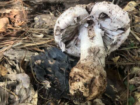 Image of Amanita westii (Murrill) Murrill 1945