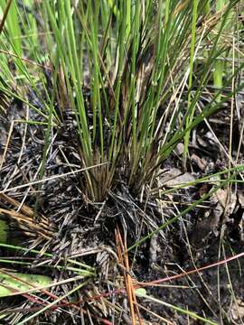 Imagem de Eleocharis tuberculosa (Michx.) Roem. & Schult.