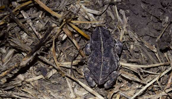 Imagem de Rhinella major (Müller & Hellmich 1936)