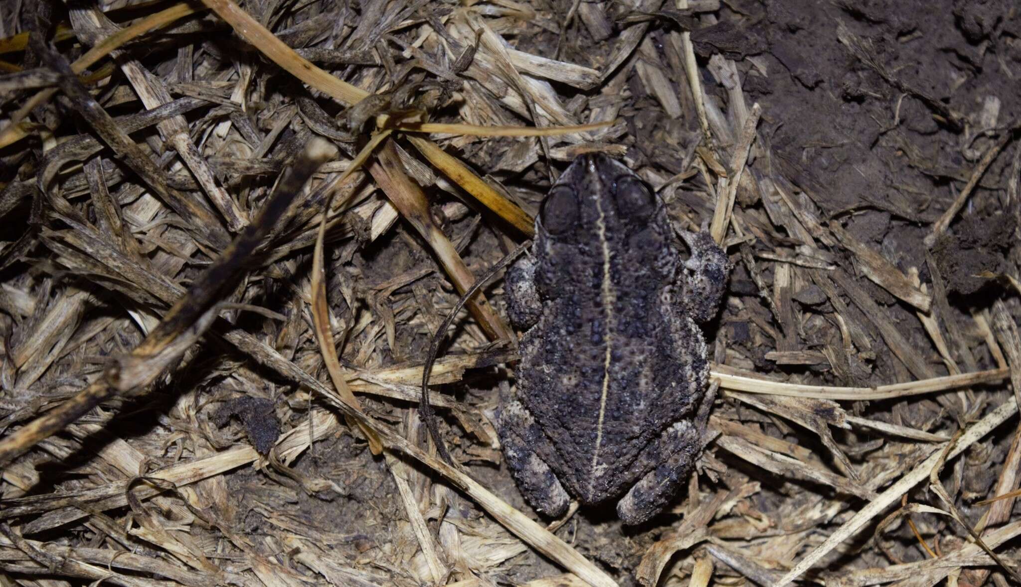 Image of Rhinella major (Müller & Hellmich 1936)