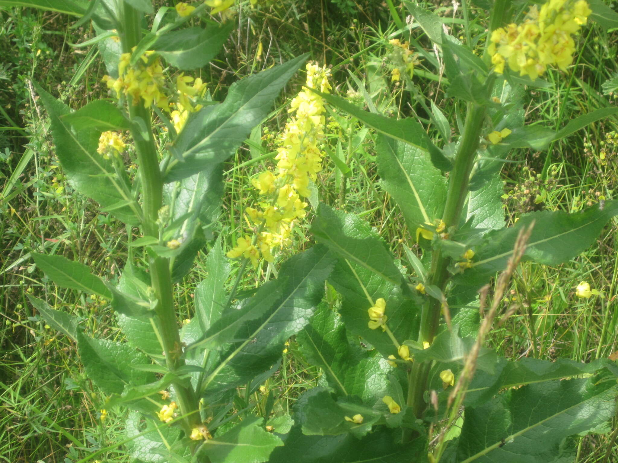 Image of white mullein