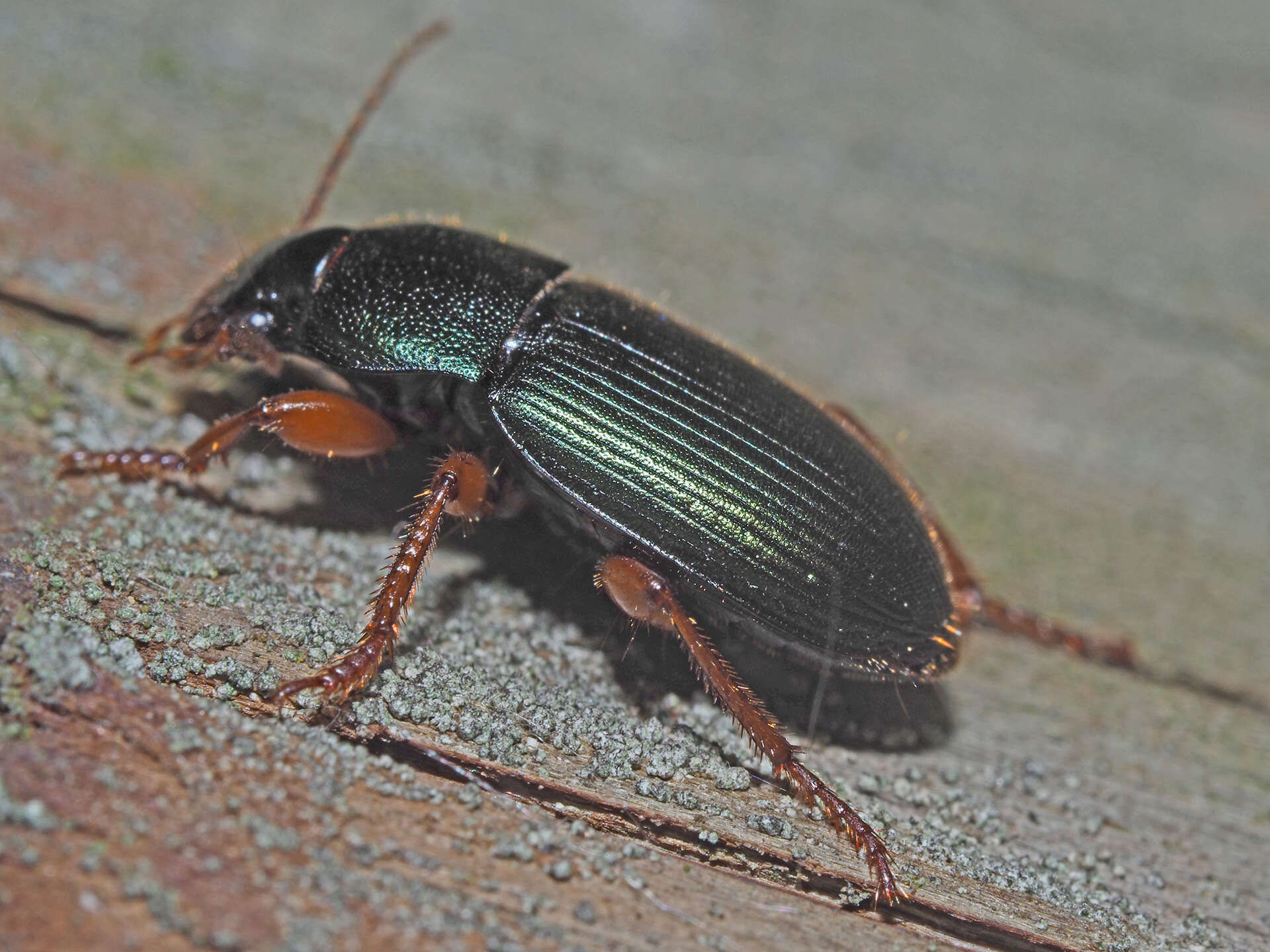 Image of Ophonus (Ophonus) laticollis Mannerheim 1825