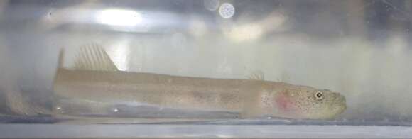 Image of Luciogobius ryukyuensis Chen, Suzuki & Senou 2008