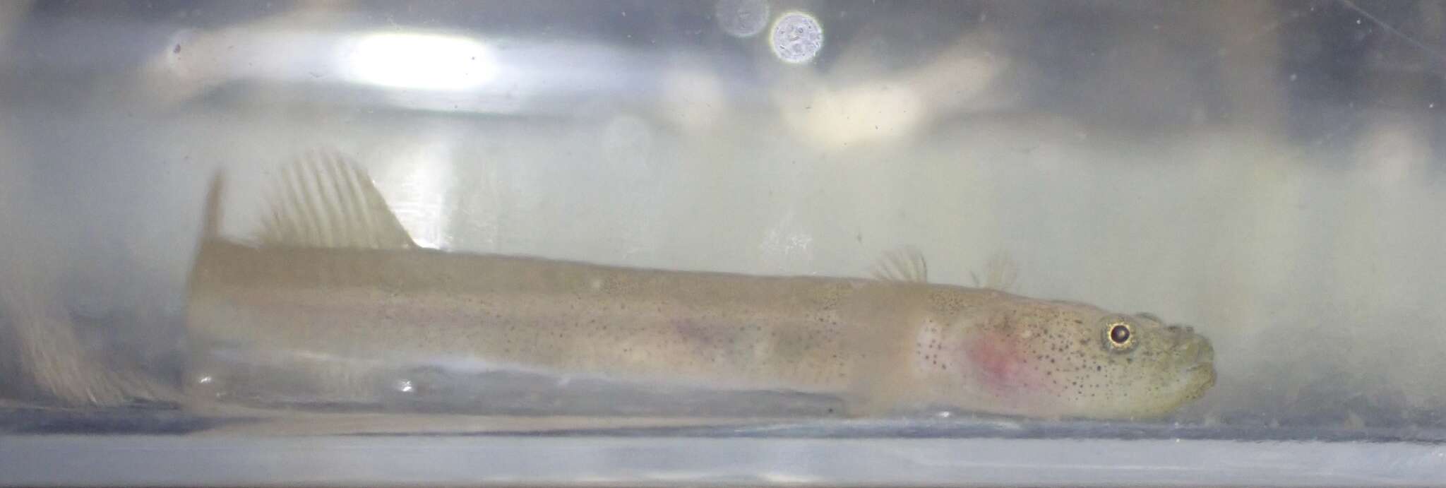 صورة Luciogobius ryukyuensis Chen, Suzuki & Senou 2008