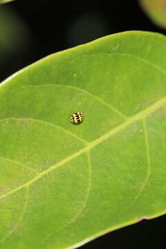 Image of <i>Psyllobora variegata</i>