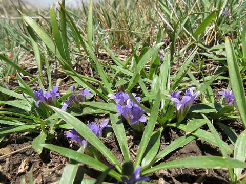 Image of Lagotis korolkowii (Regel & Schmalh.) Maxim.