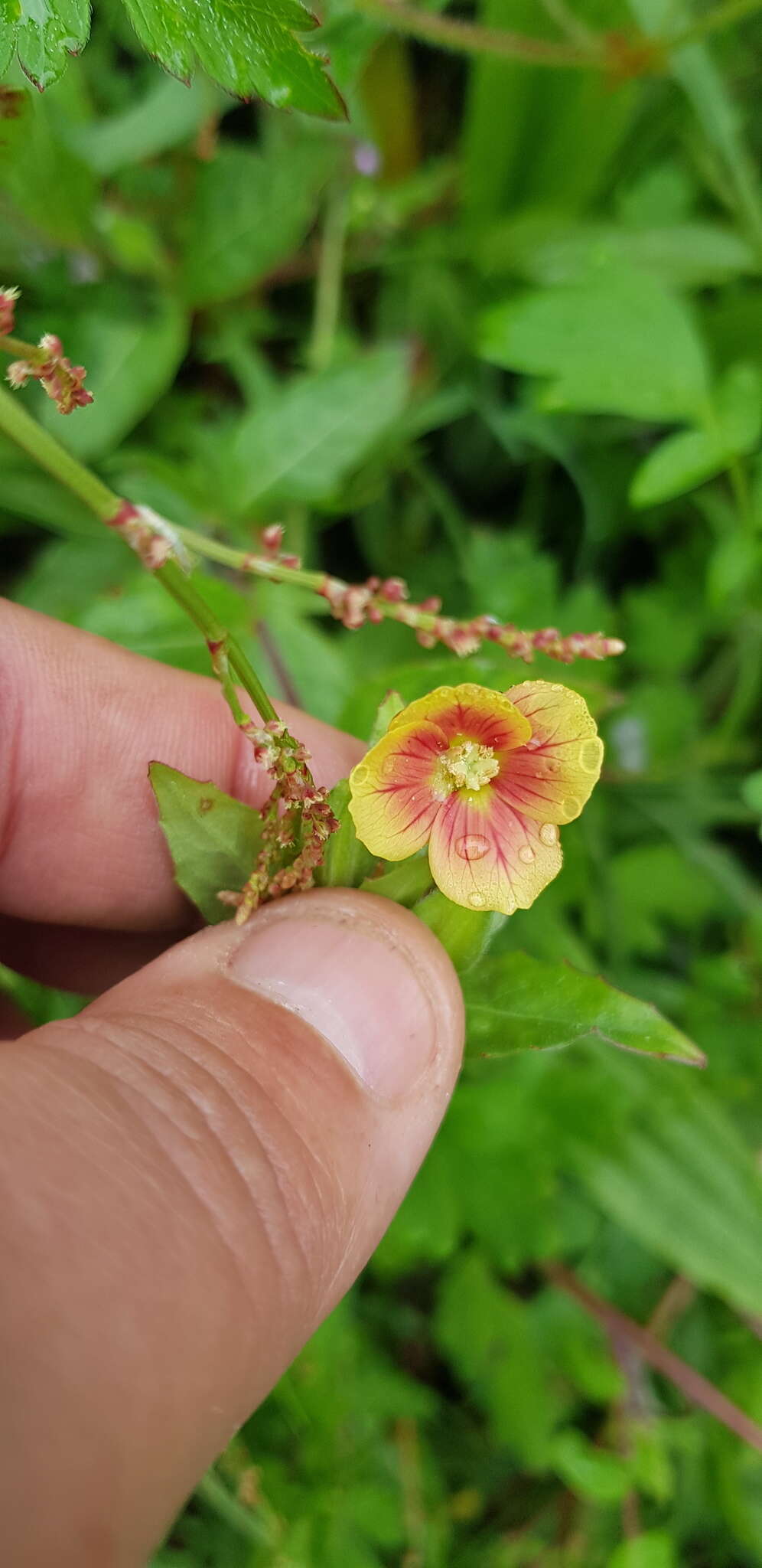 Oenothera epilobiifolia subsp. cuprea (Schltdl.) P. H. Raven & D. R. Parn.的圖片