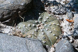 Image of Sand Dollar Cactus