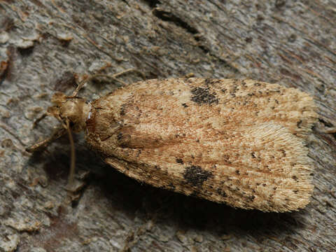 Image of Agonopterix propinquella Treitschke 1835