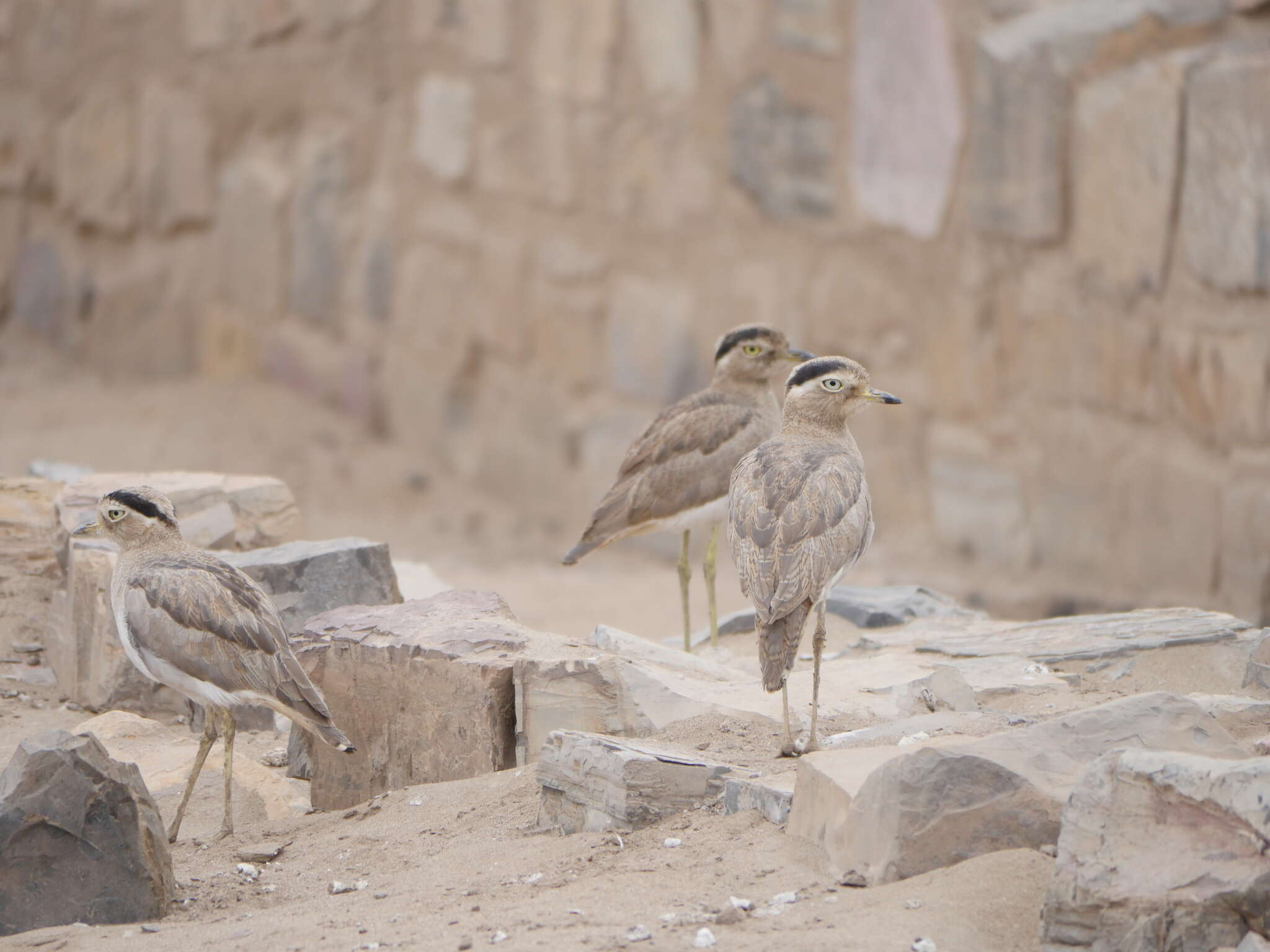 Image of Peruvian Thick-knee