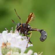 Image of Physocephala furcillata (Williston 1882)