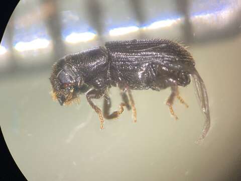 Image of Southern Pine Beetle