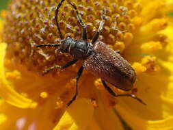 Image of Brachysomida californica (Le Conte 1851)