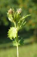 Image of Cabbage Thistle