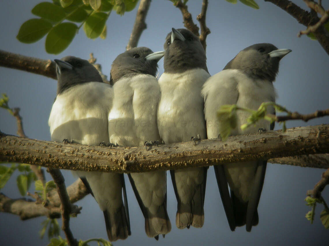 Image of White-breasted Woodswallow