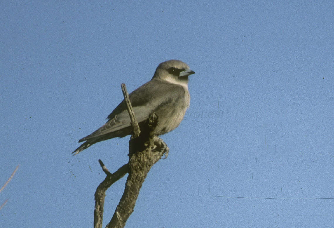 Image of Black-faced Woodswallow