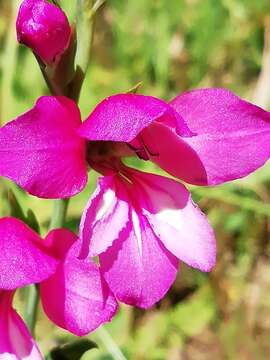 Image of Gladiolus illyricus W. D. J. Koch