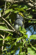 Vireo brevipennis (Sclater & PL 1858)的圖片