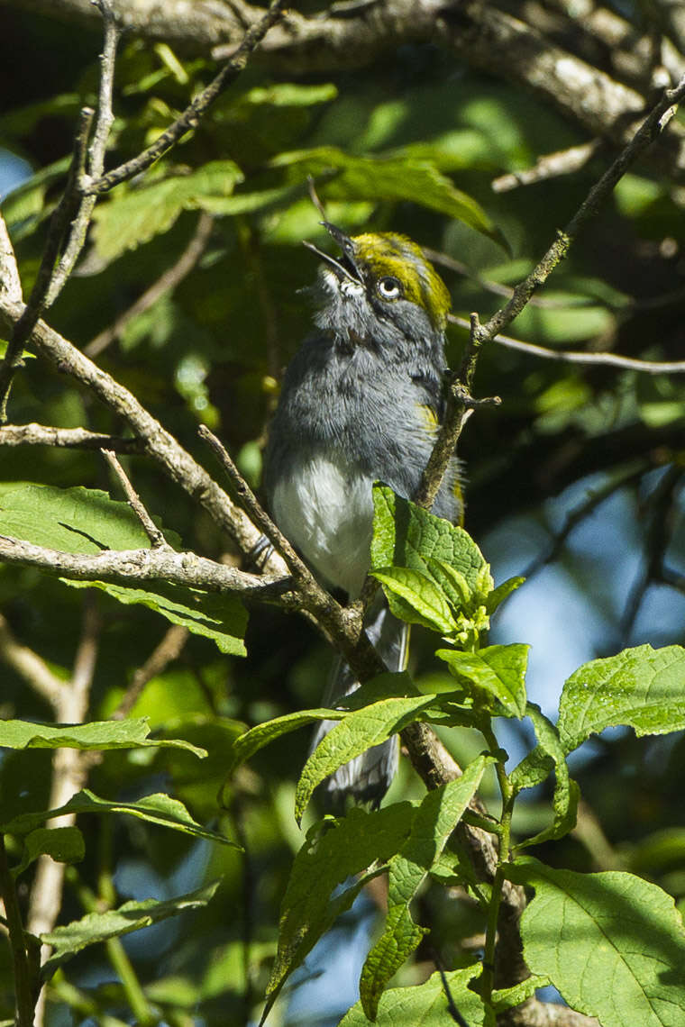 Слика од Vireo brevipennis (Sclater & PL 1858)