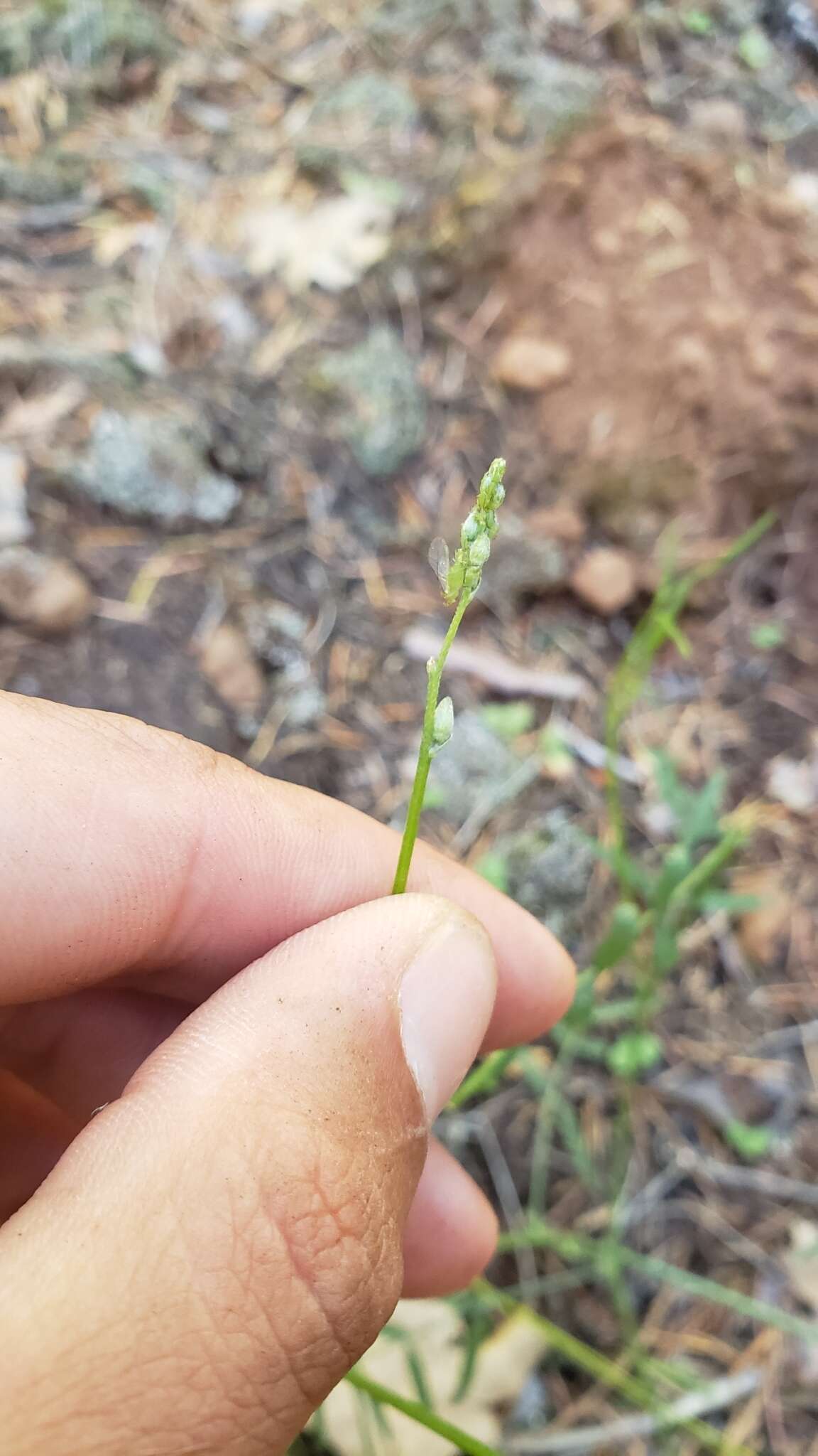 Imagem de Astragalus inversus M. E. Jones