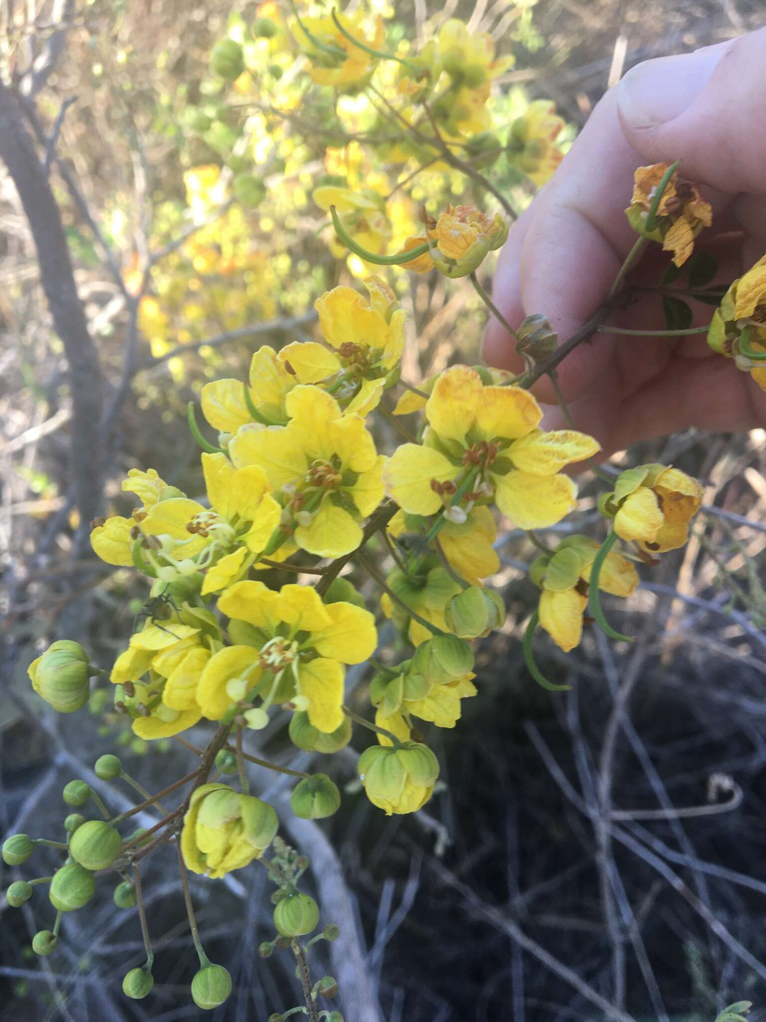 Image of Cassia tomentella (Benth.) Domin