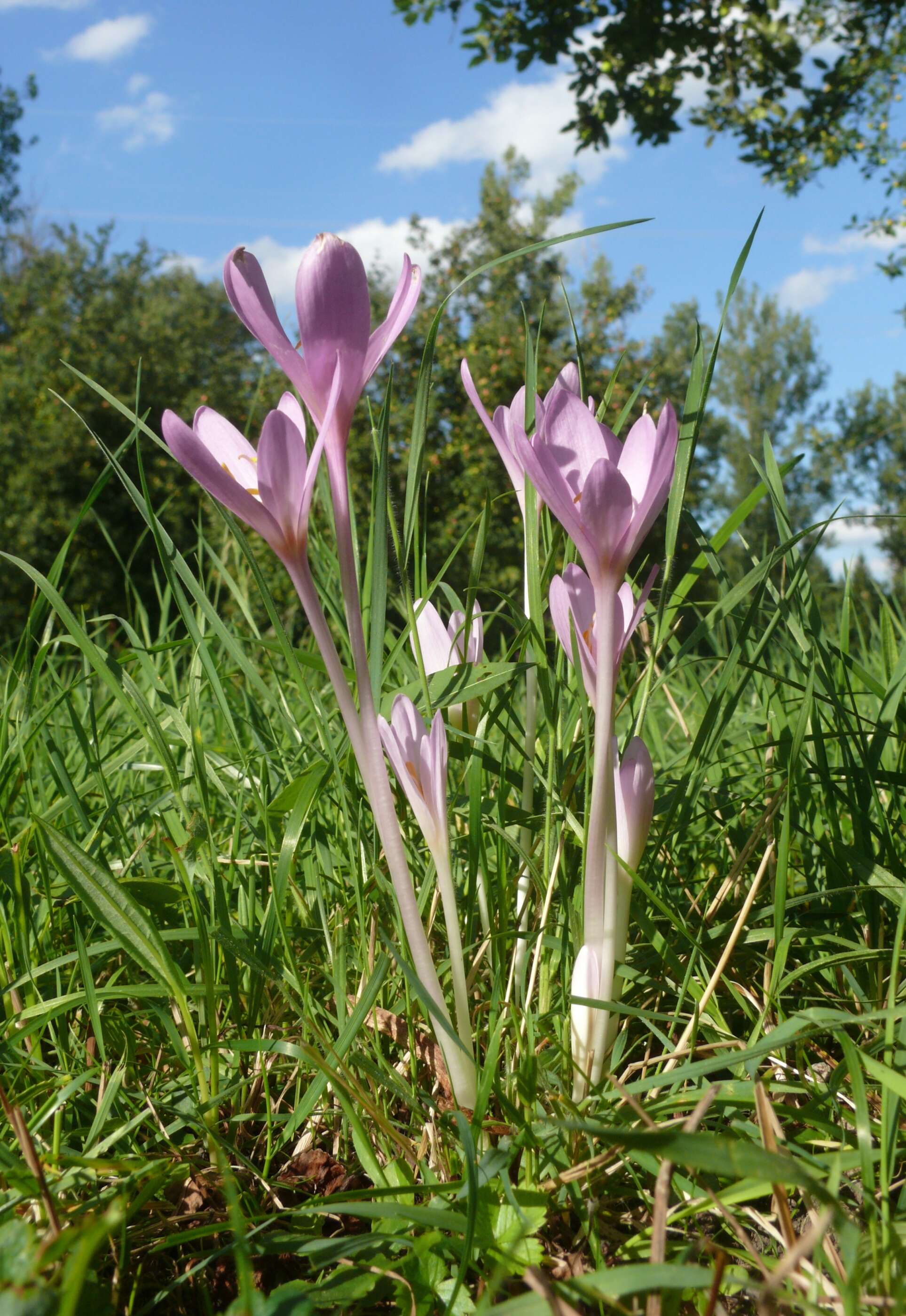 Image of Autumn crocus