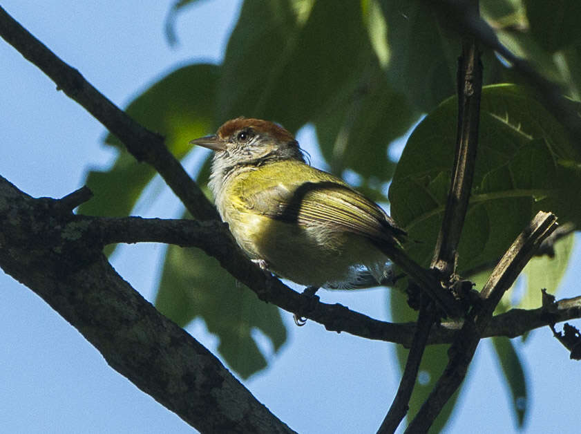 صورة Hylophilus amaurocephalus (Nordmann 1835)