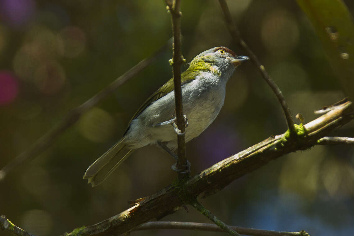 Plancia ëd Cyclarhis nigrirostris Lafresnaye 1842