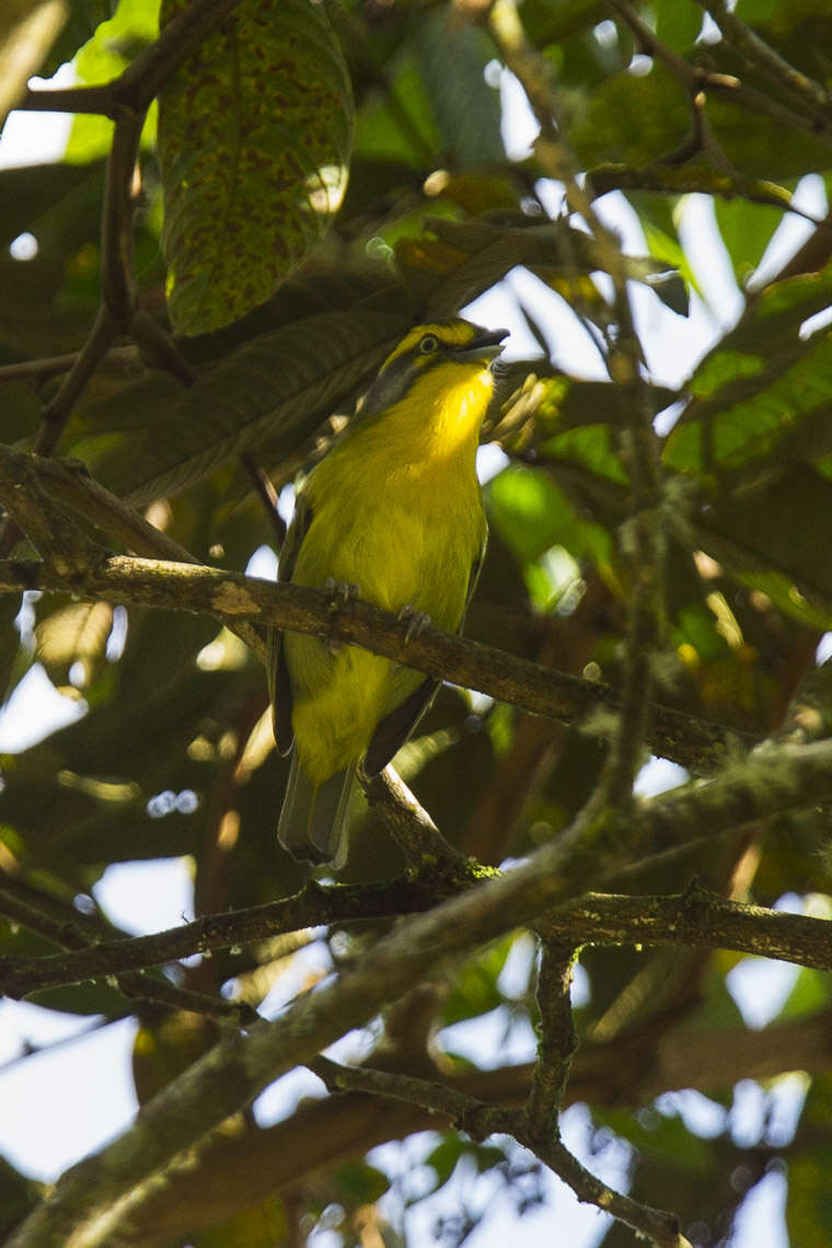 Vireolanius leucotis (Swainson 1838)的圖片