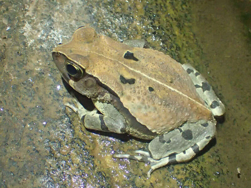 Image de Sclerophrys brauni (Nieden 1911)