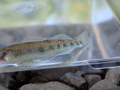 Image of Etheostoma obama Mayden & Layman 2012