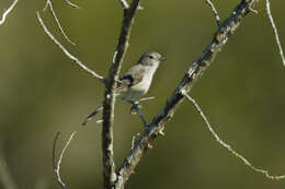 Image of Gray Vireo