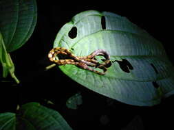 Image of Ringed Snail Sucker