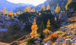 Image of European Larch