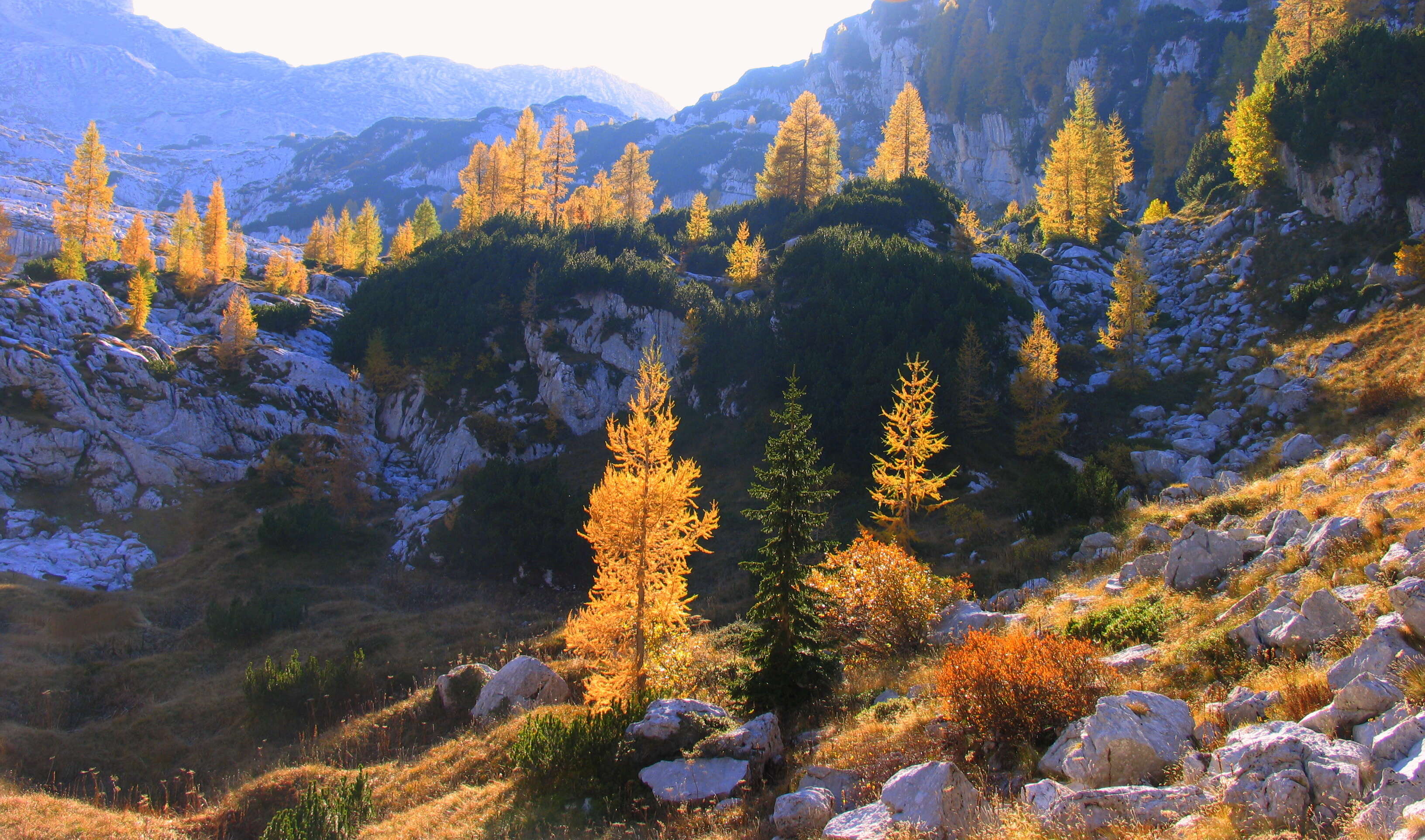 Plancia ëd Larix decidua Mill.