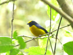 Image of Orange-bellied Euphonia