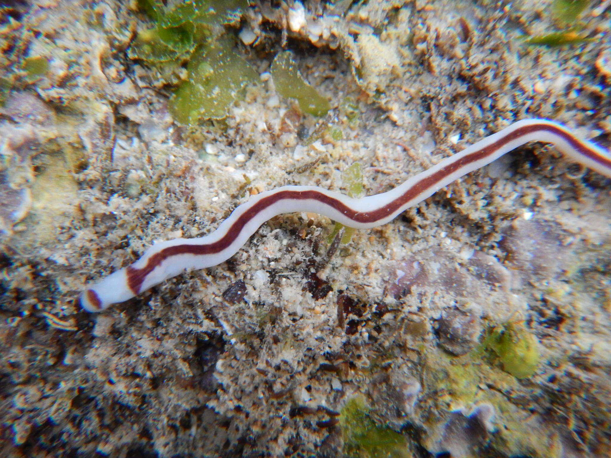 Image of Brown lined white nemertean worm