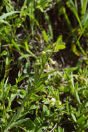 Image of Crotalaria linifolia L. fil.