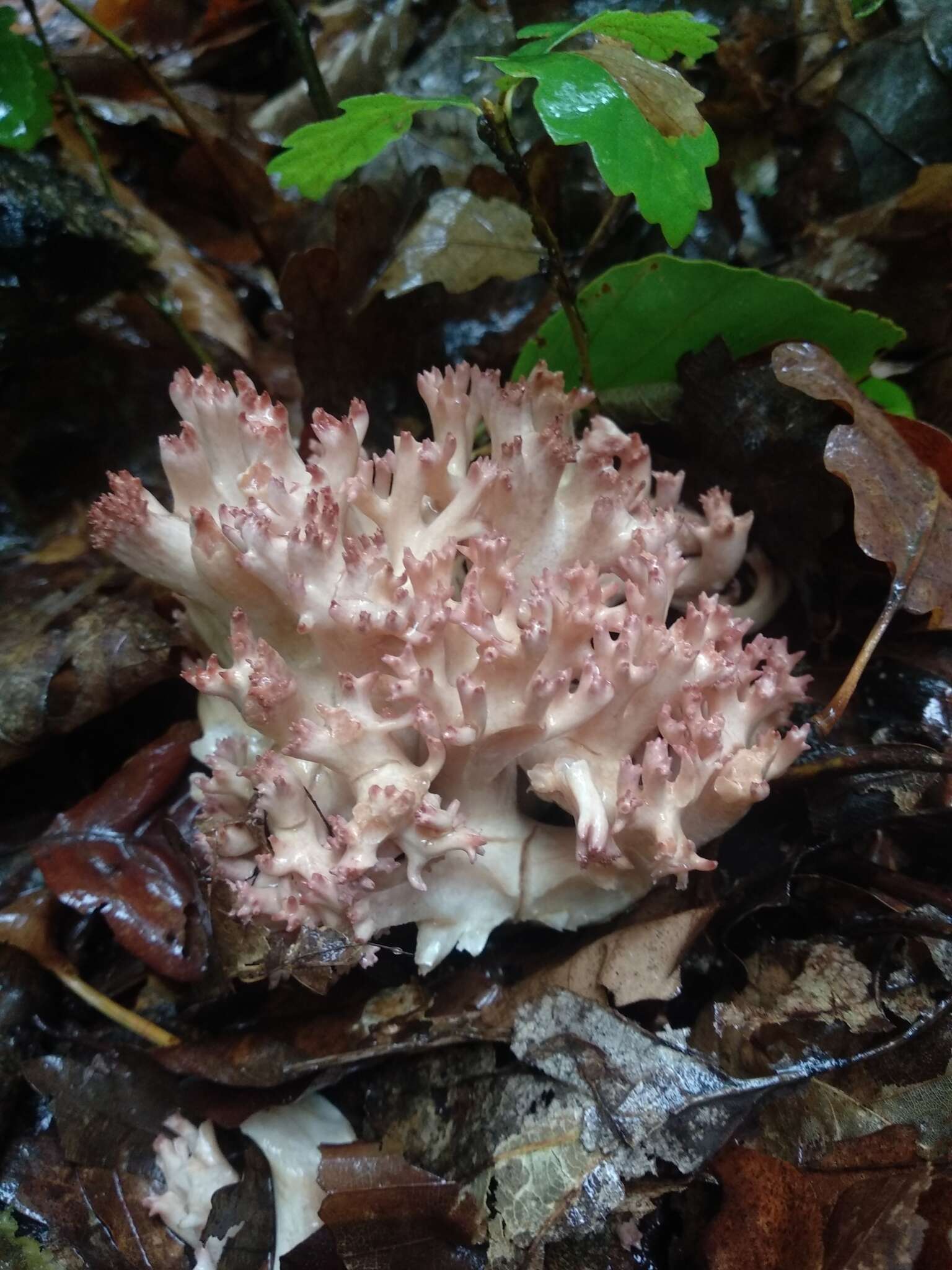 Image of Cauliflower coral