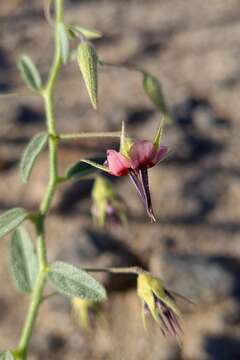 Plancia ëd Hermannia solaniflora K. Schum.