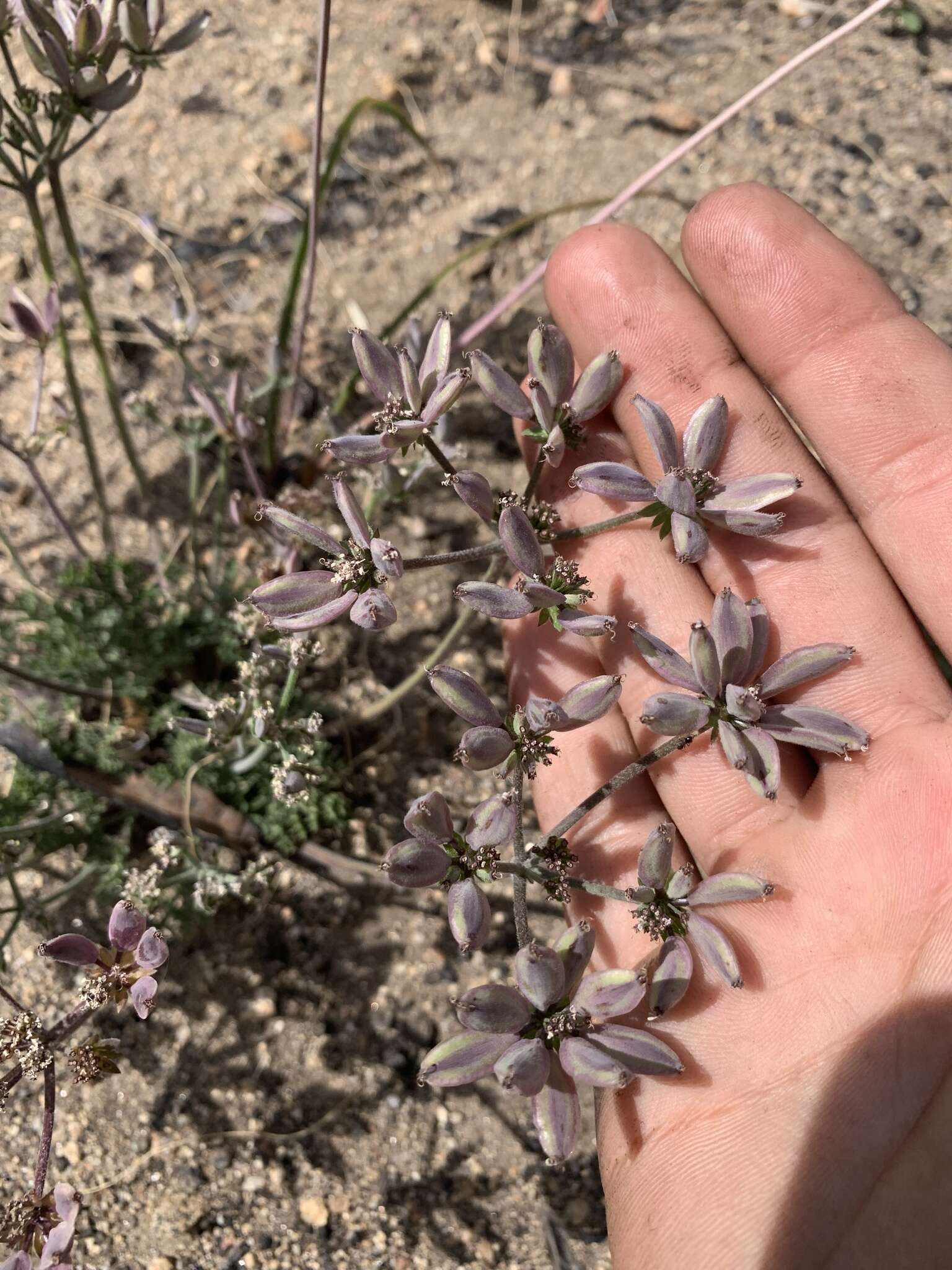 Image of Parish's biscuitroot