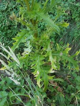 Image of Vasey's thistle