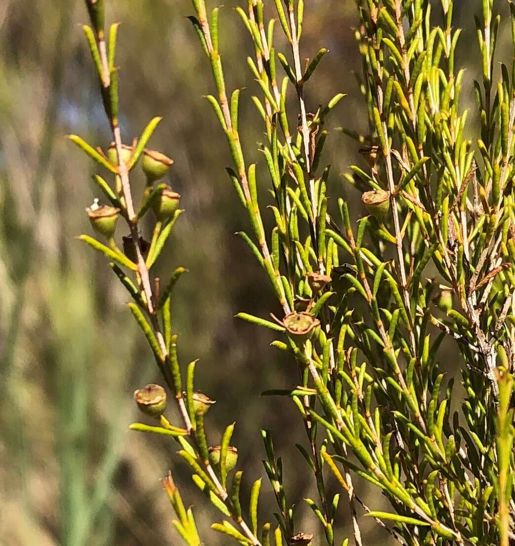 Image of Hysterobaeckea behrii (Schltdl.) Rye