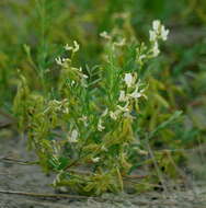 Image of looseflower milkvetch