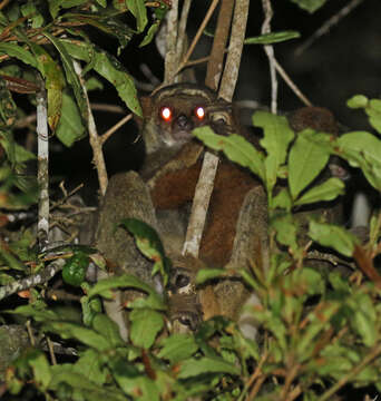 Image of Woolly Lemur