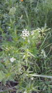 Sivun Achillea impatiens L. kuva