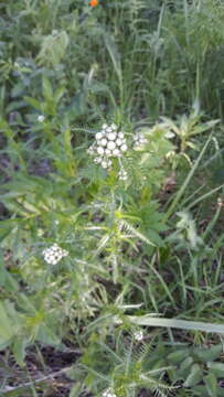 Sivun Achillea impatiens L. kuva